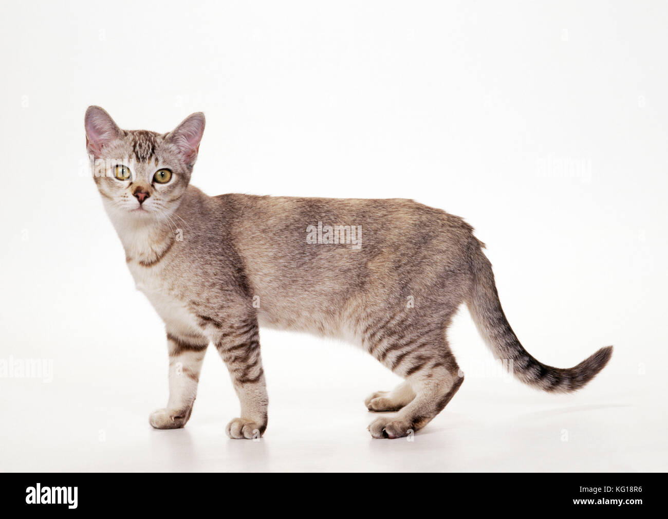 Asiatische Tortie Tabby Cat Stockfoto