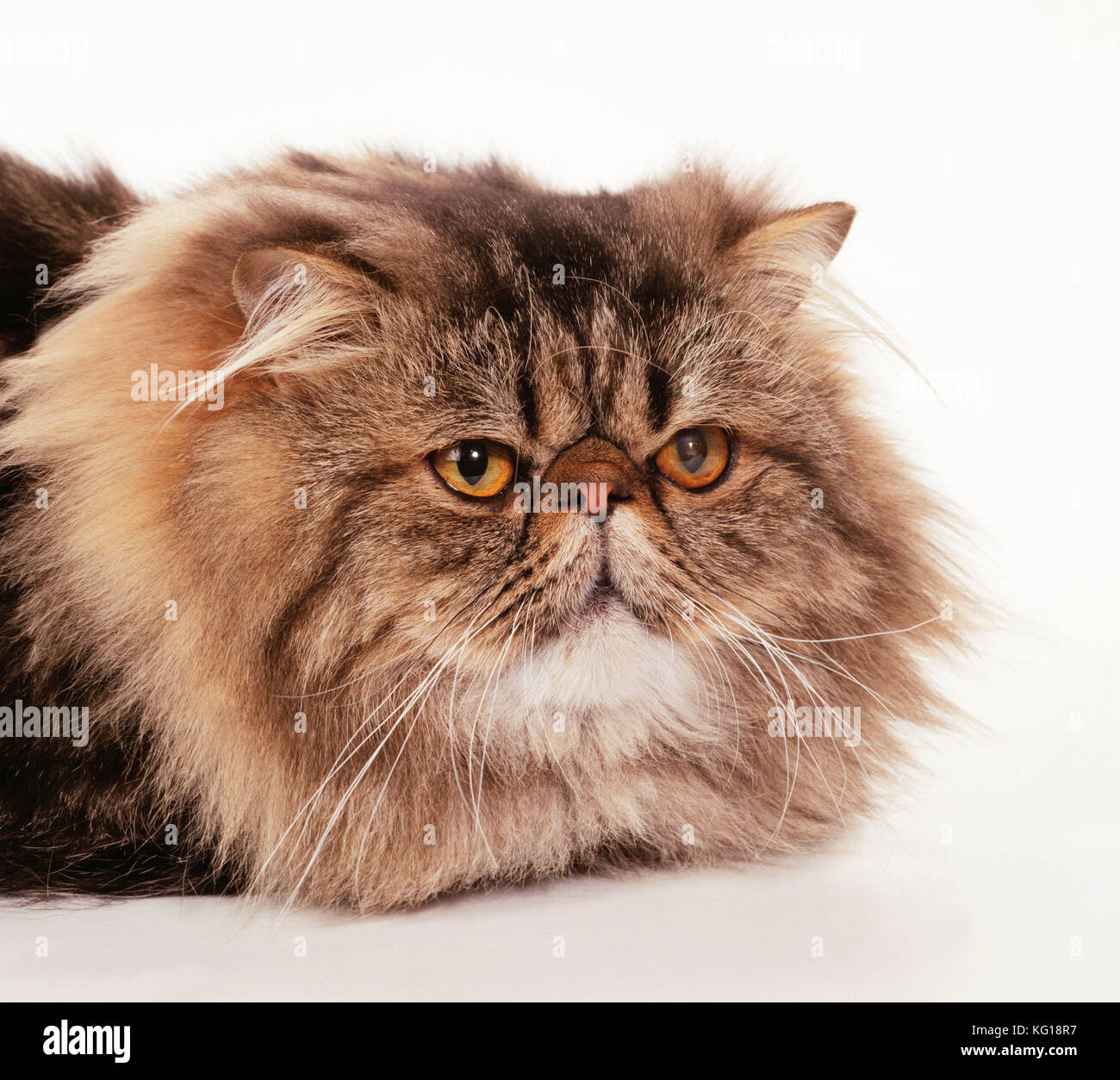 Classic tabby cat Fotos und Bildmaterial in hoher Auflösung Alamy