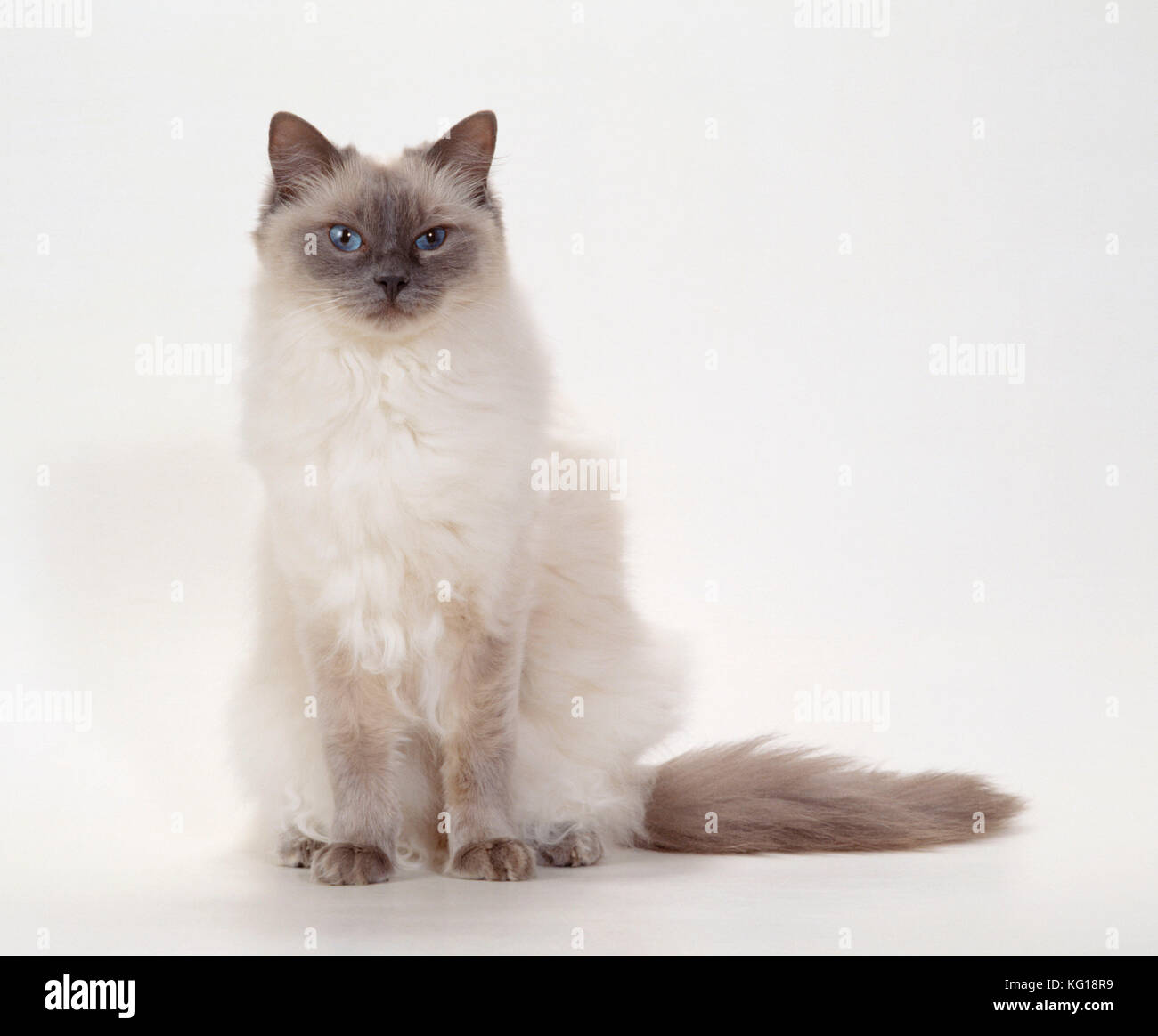 KATZE – Ragdoll – Blauer Farbpunkt Stockfoto