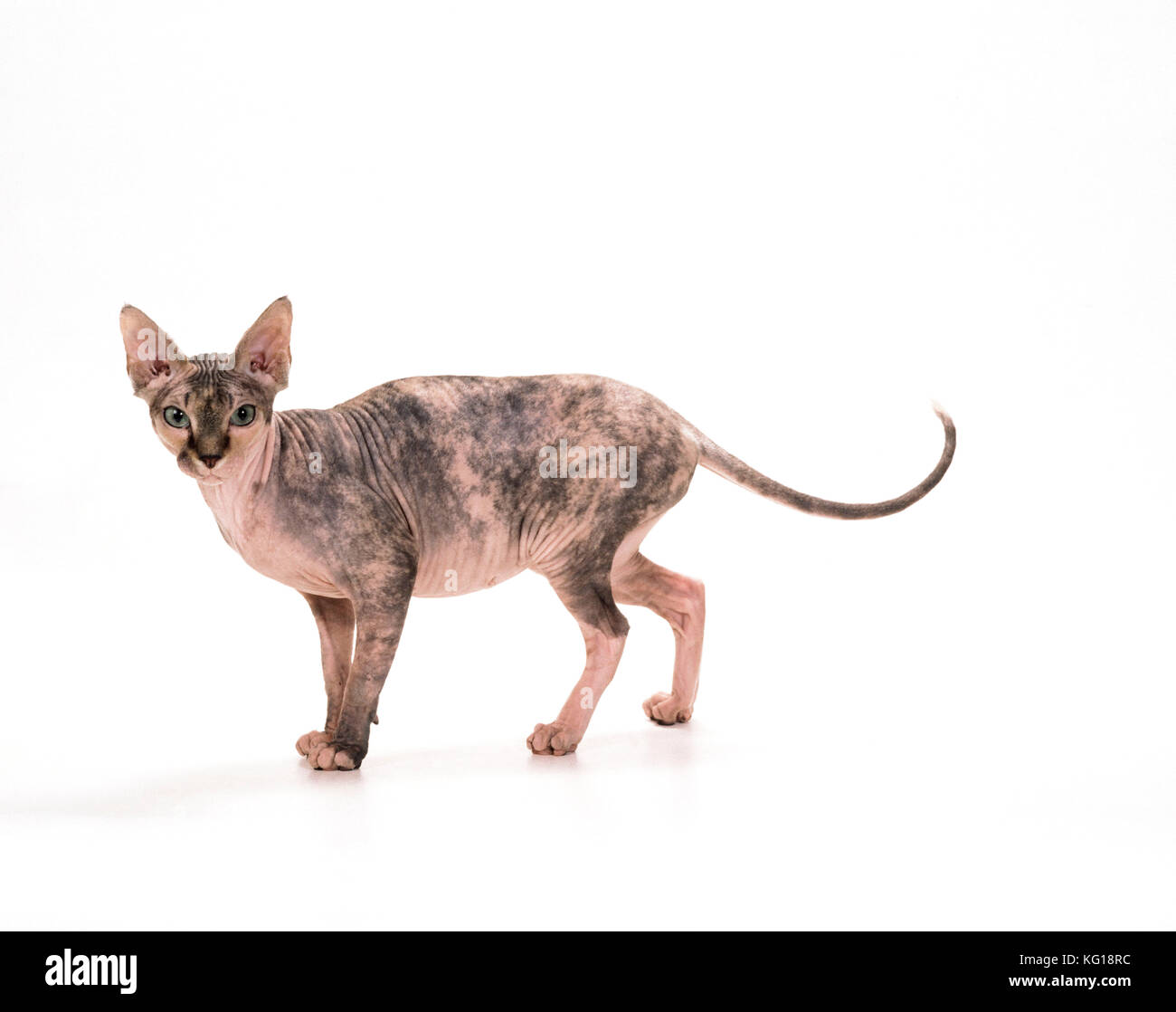 Sphynx CAT - schwarze Tortie Tabby Stockfoto