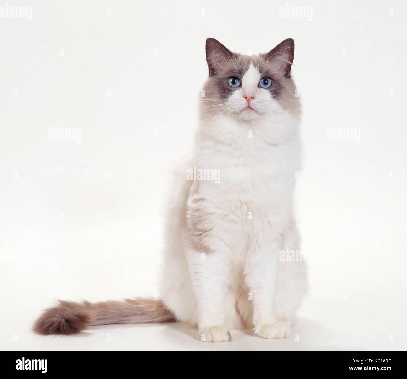 KATZE – Ragdoll – Blau, zweifarbig Stockfoto