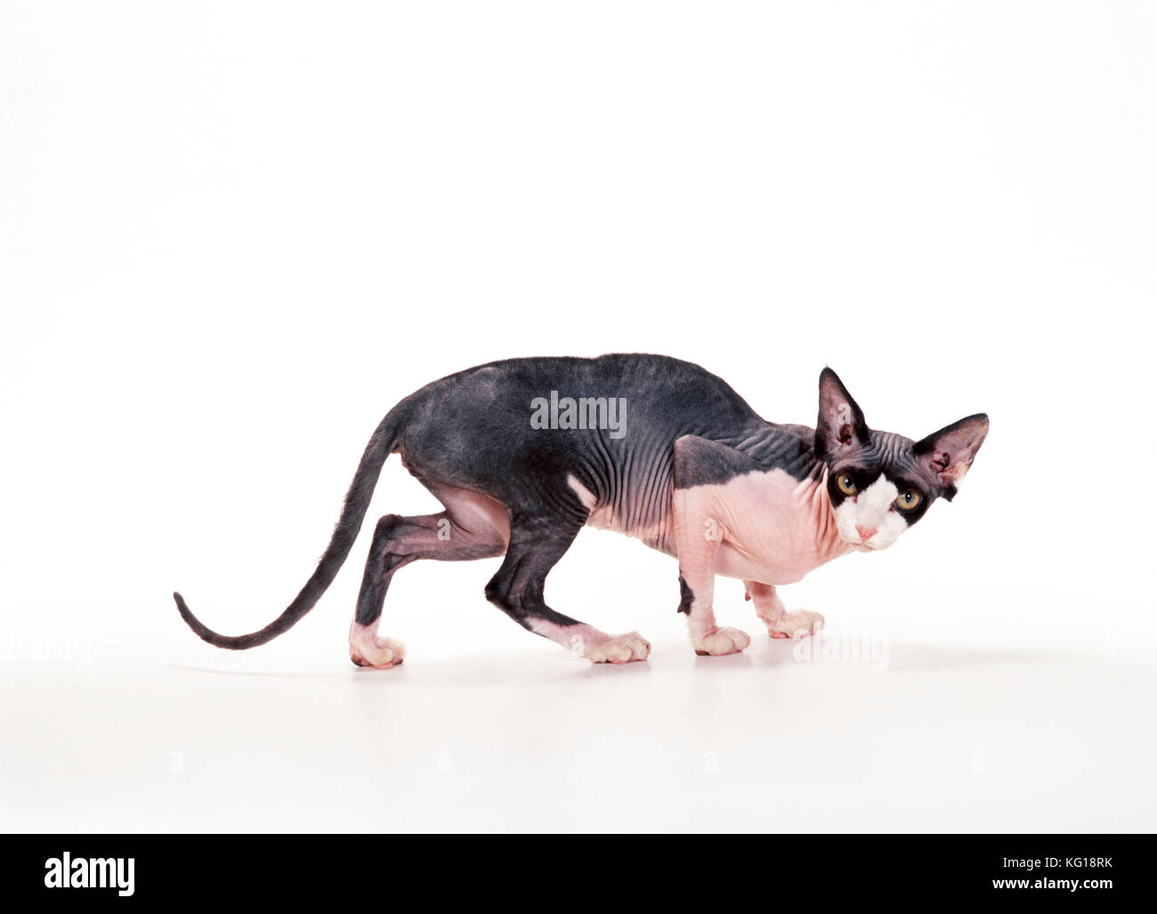 Sphynx CAT – Schwarz und Weiß Stockfoto