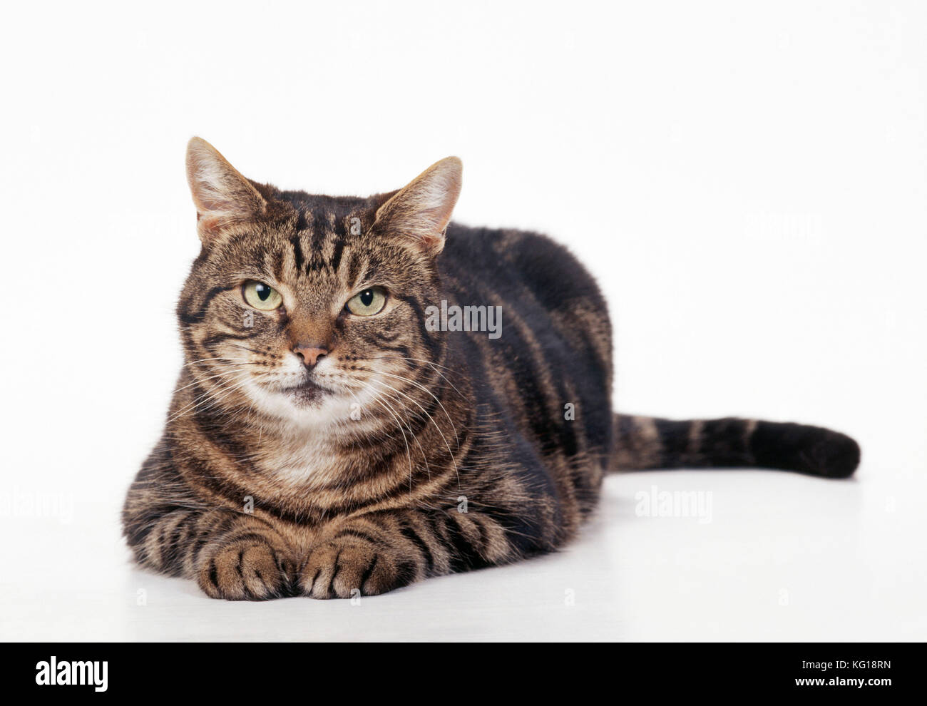 Ältere Tabby CAT - liegend, zugewandt Stockfoto