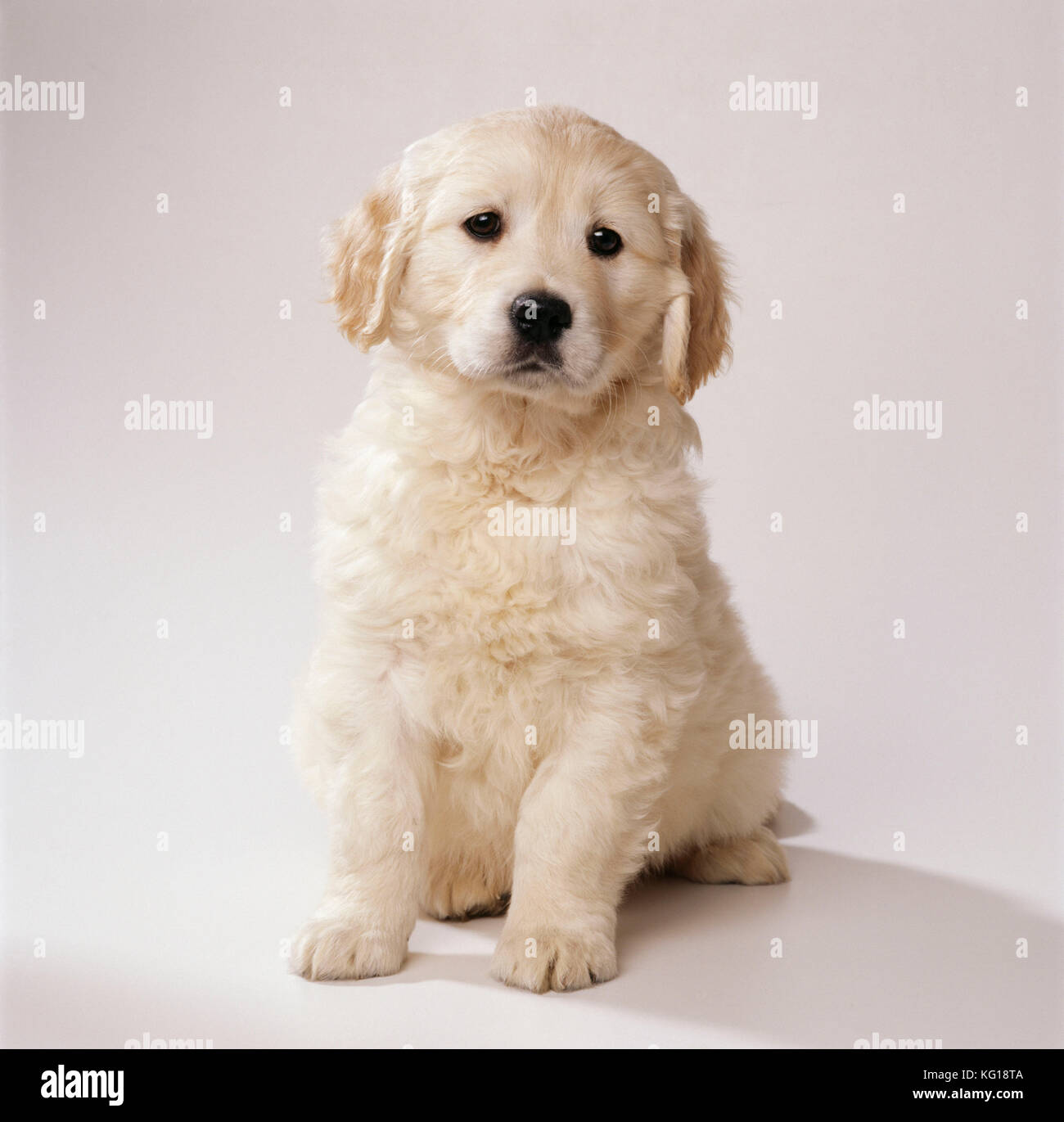 Golden Retriever Dog - Hündchen acht Wochen alt Stockfoto