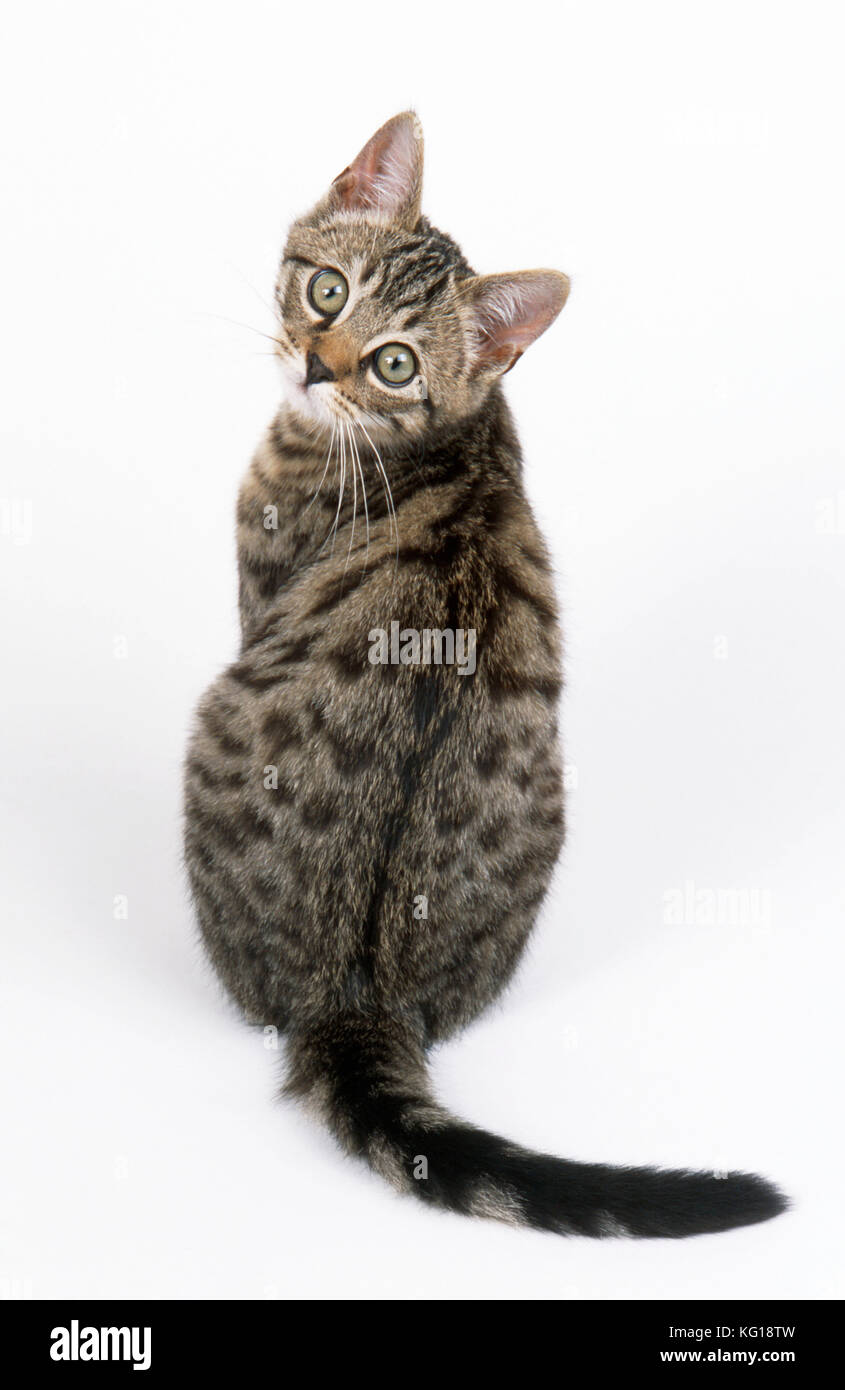 KATZE - Tabby Kätzchen, sitzend, Rückansicht Stockfoto