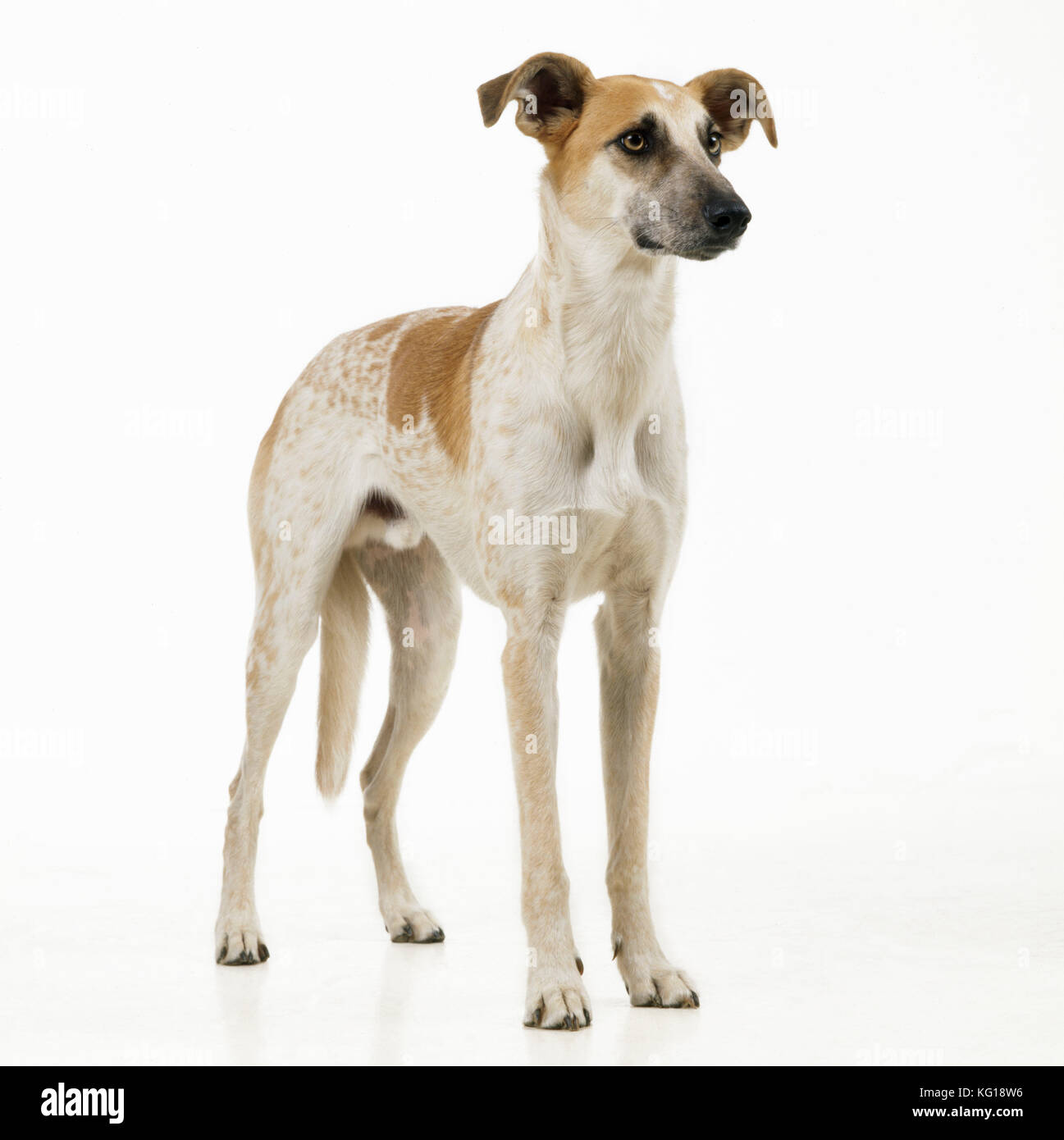 DOG - Lurcher, stehend, Vorderansicht, Studioaufnahme Stockfoto