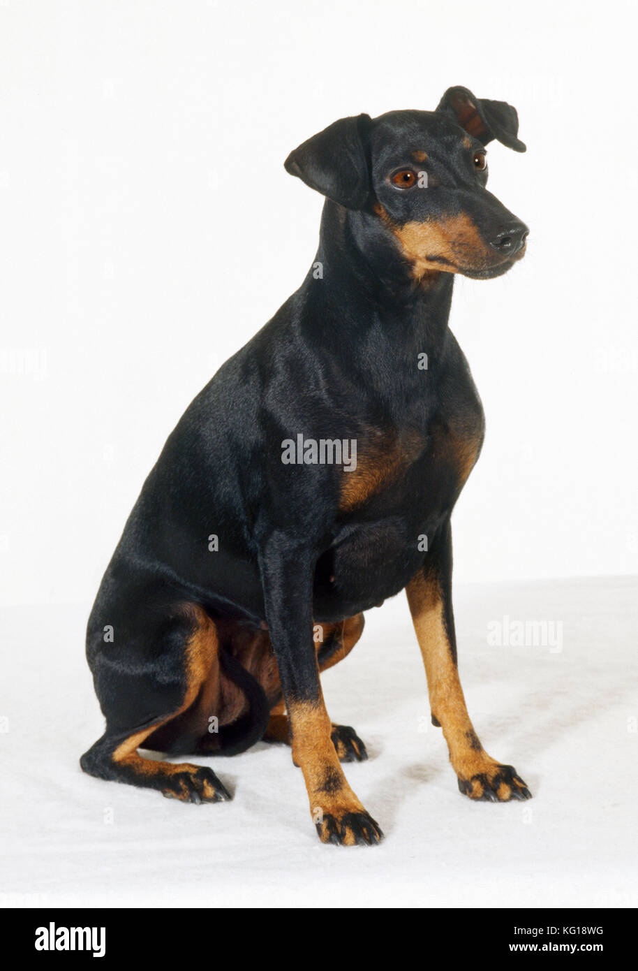 HUND - Manchester Terrier, sitzend, Studiofoto Stockfoto