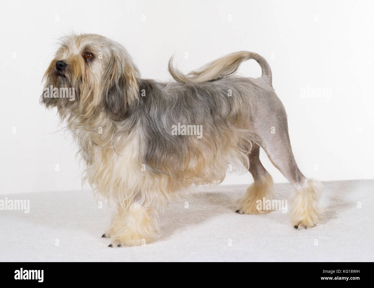 DOG - Lowchen, stehend, Studioaufnahme Stockfoto