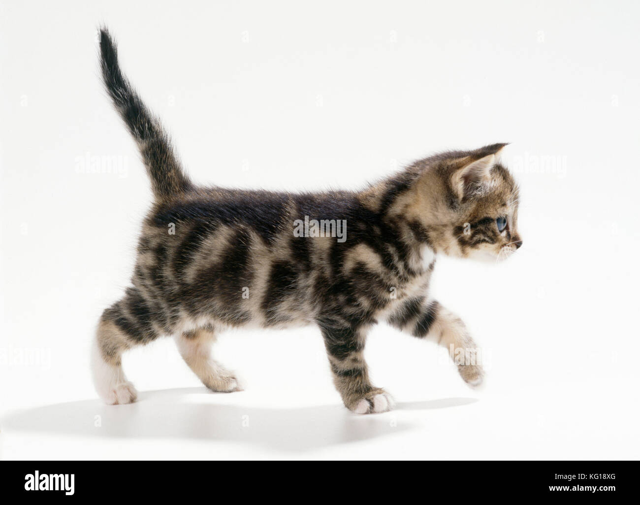 Katze - neugieriges Kätzchen, 35 Tage alt. Stockfoto