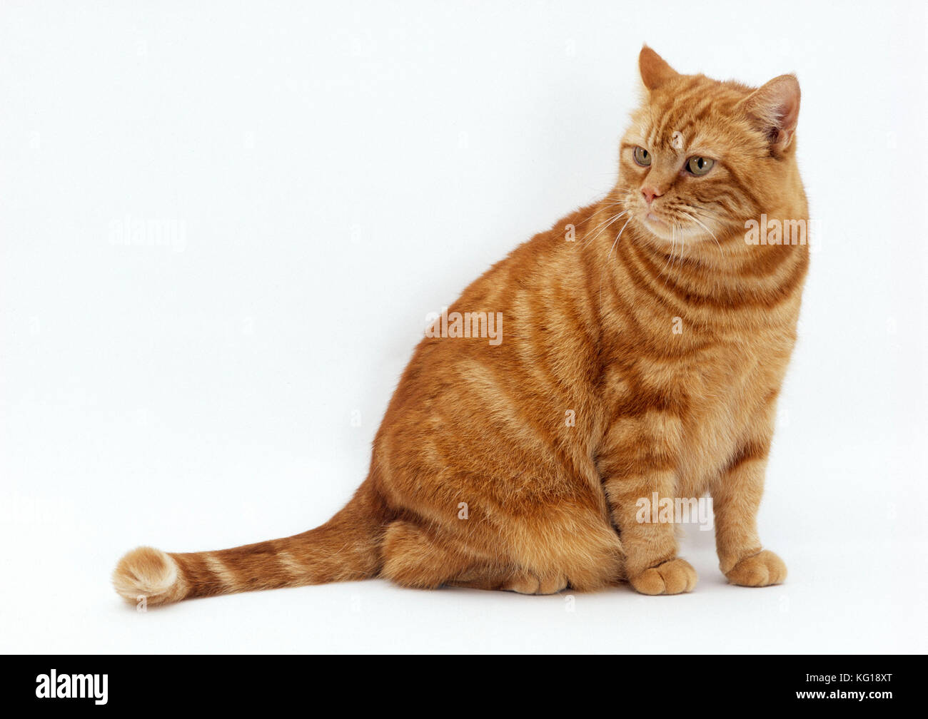 KATZE - Fettleibigkeit / Fettleber Stockfoto