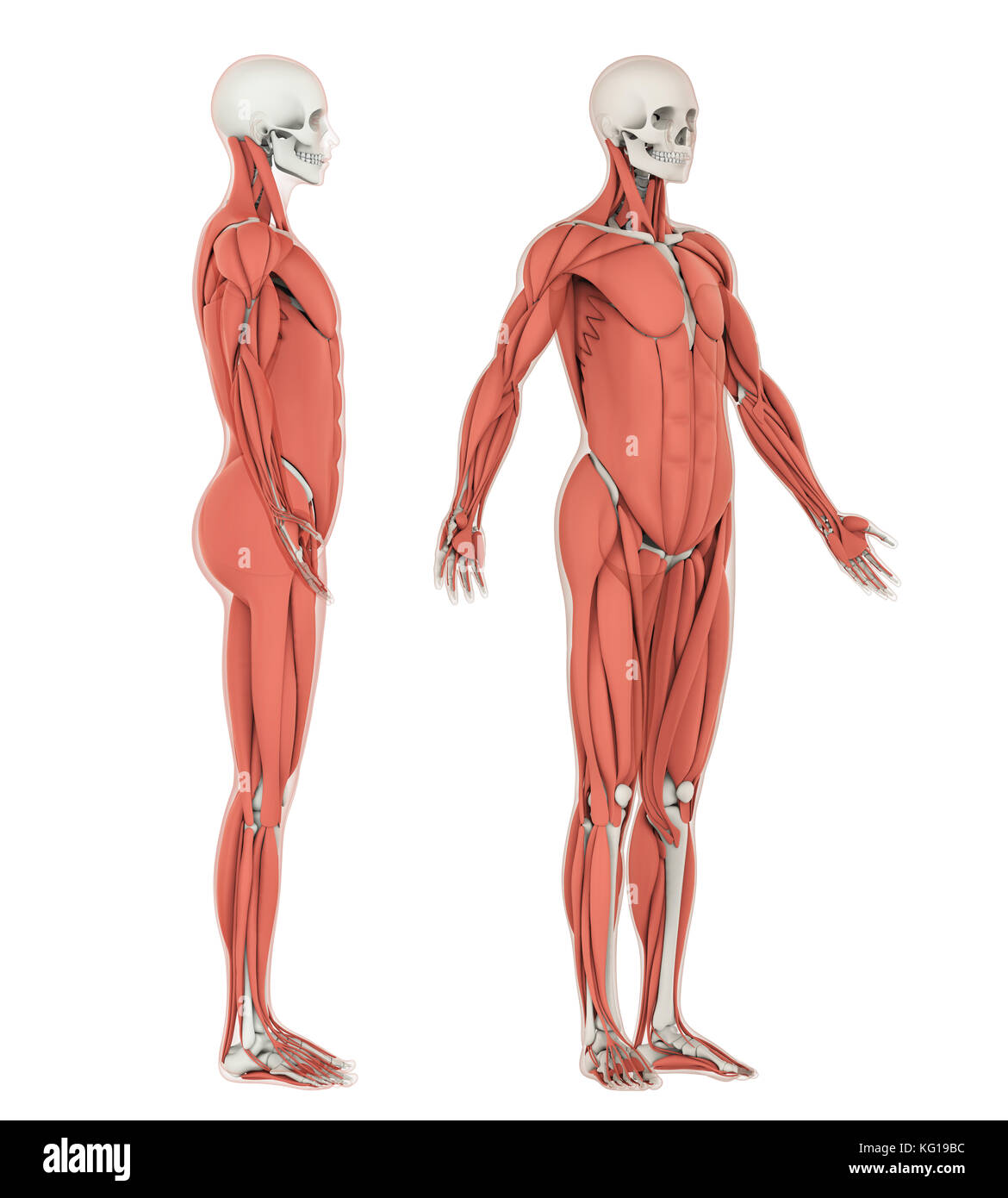 Menschliches Skelett und Muskel Anatomie isoliert Stockfoto