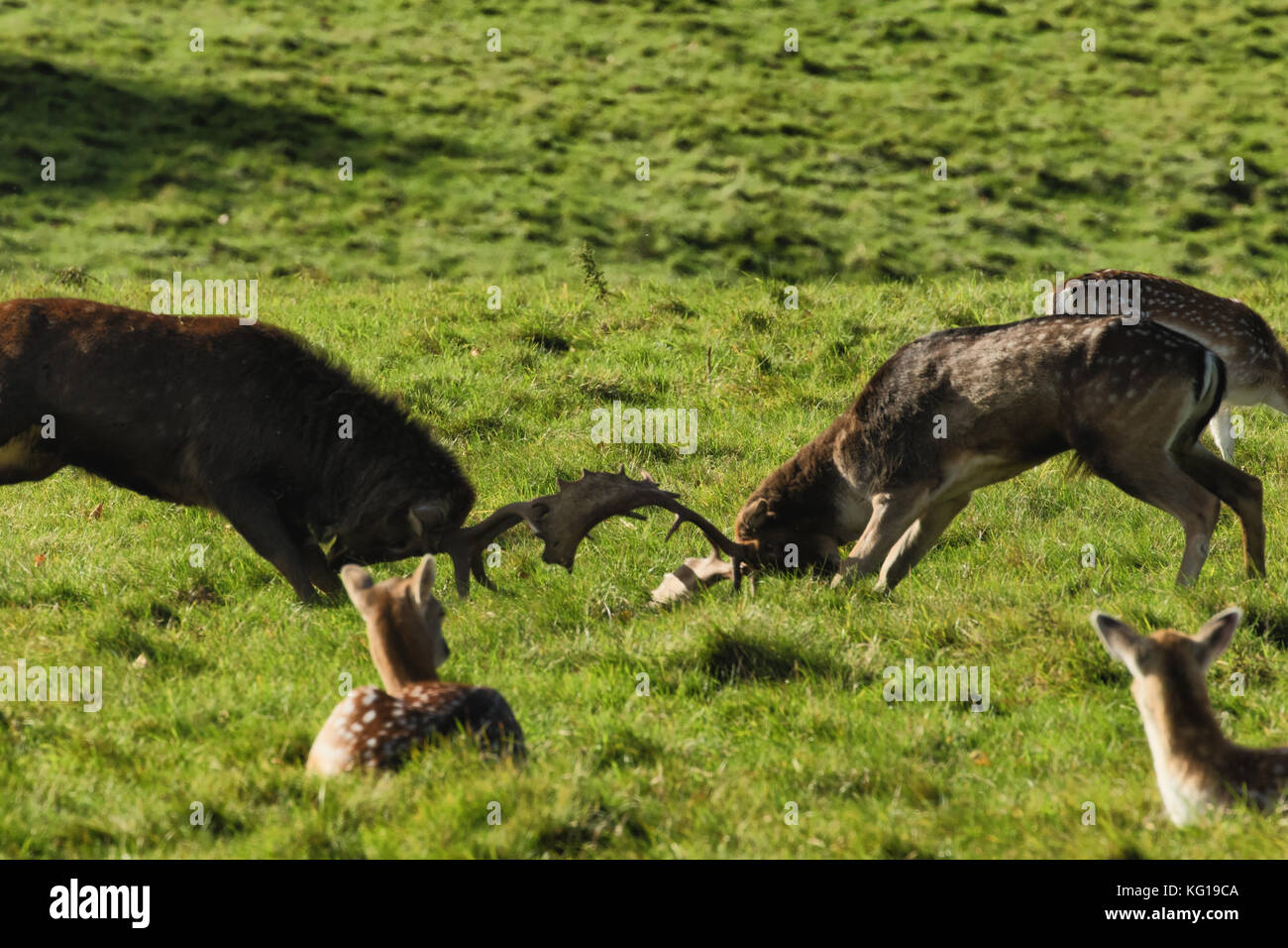 Damwild Kämpfe an Studley Royal, Ripon, North Yorkshire, England, UK. Stockfoto