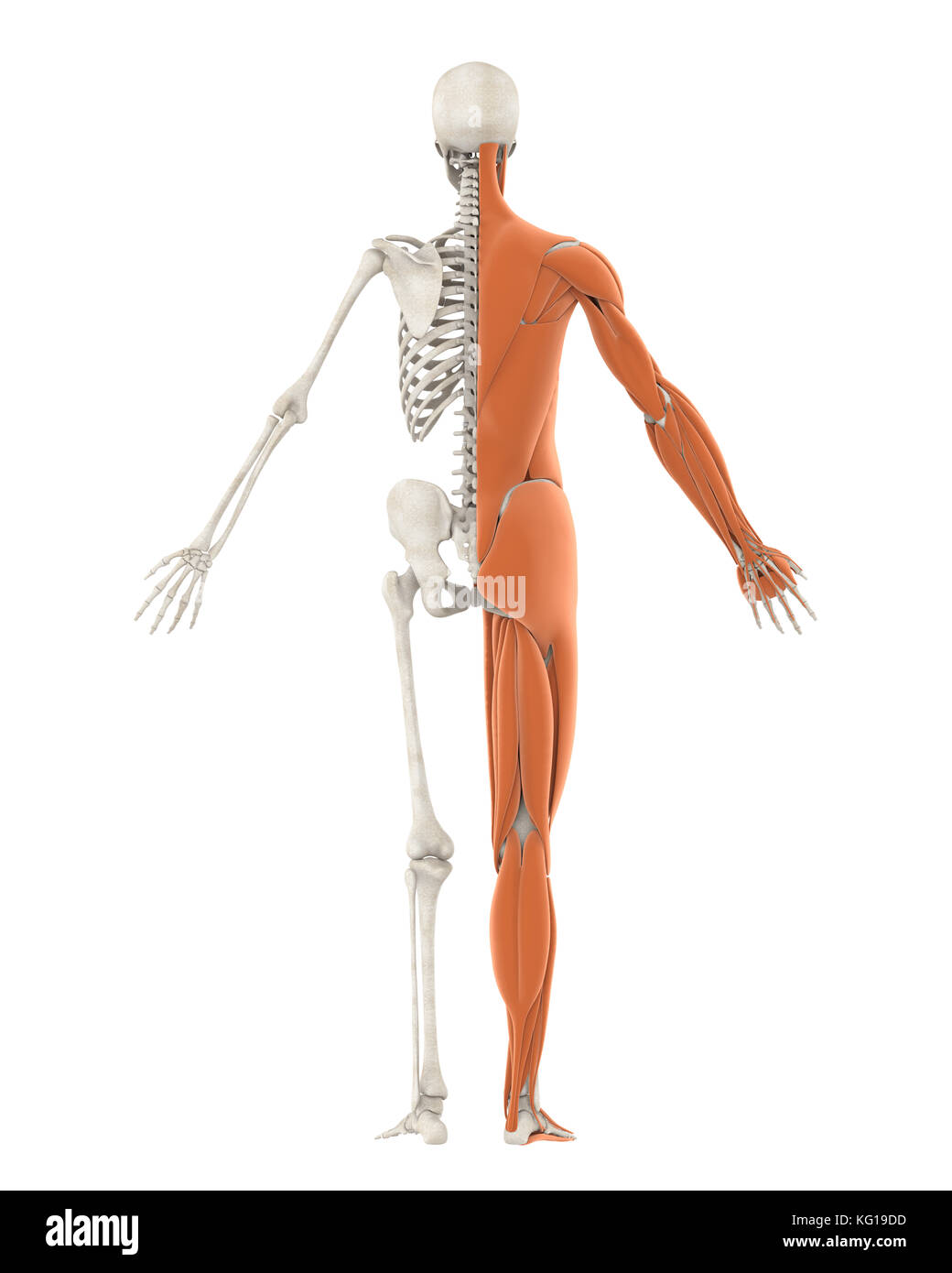 Menschliches Skelett und Muskel Anatomie isoliert Stockfoto