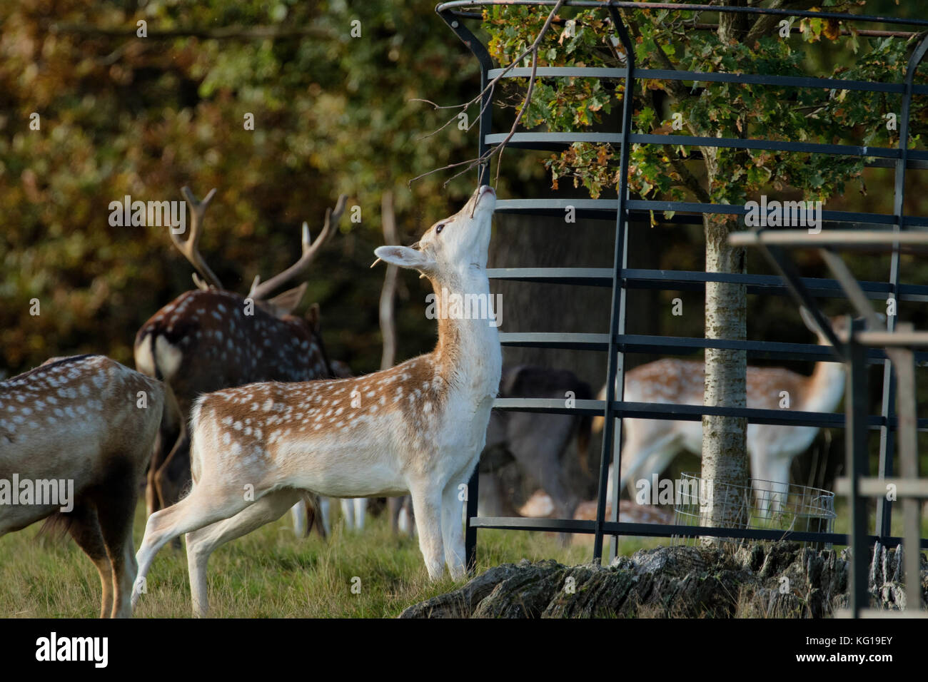 Weibliche mandschurischen Sika deer in Studley Royal, England, UK. Stockfoto