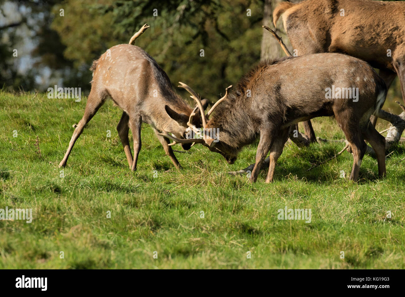 Rotwild in Studley Royal, Ripon, North Yorkshire, England, Großbritannien zu kämpfen. Stockfoto