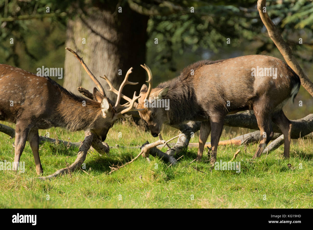 Rütting Rotwild an Studley Royal, Ripon, North Yorkshire, England, UK. Stockfoto