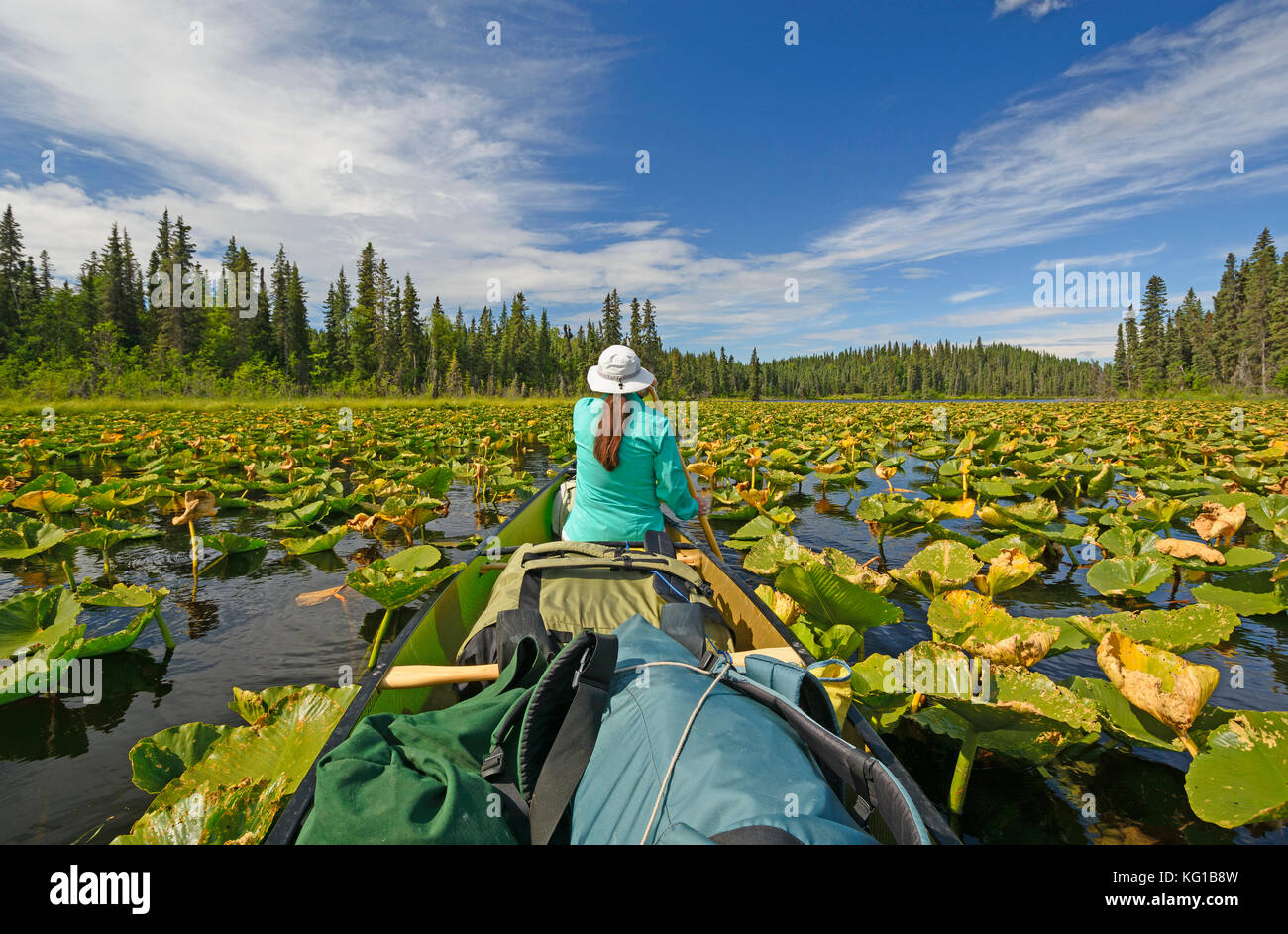 Paddeln durch Lily Pads von Canoe Lake in der Swanson River Wildnis der kenai Wildlife Refuge in Alaska Stockfoto