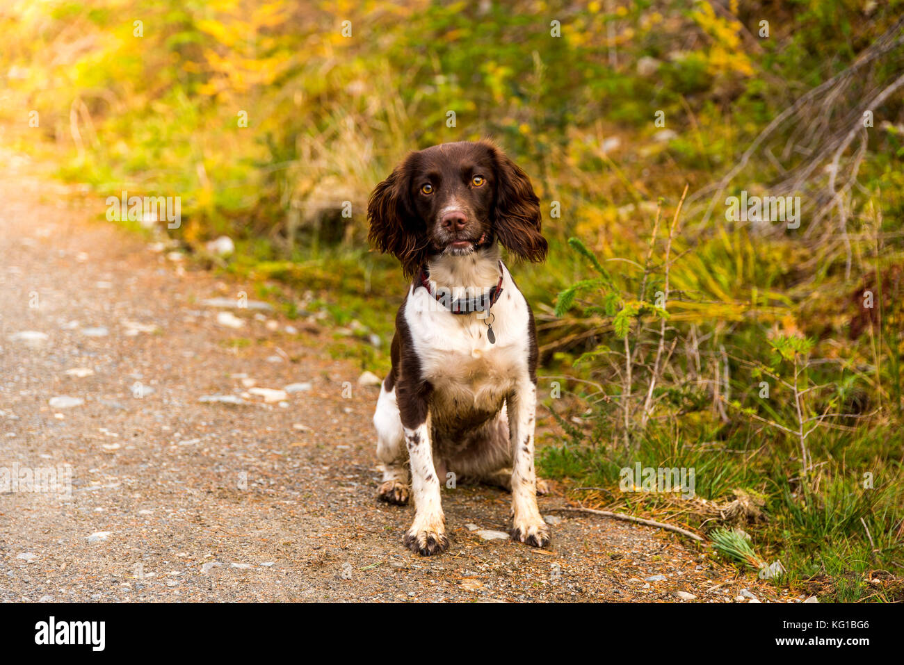 Hund auf einem Spaziergang in einer malerischen Umgebung Stockfoto