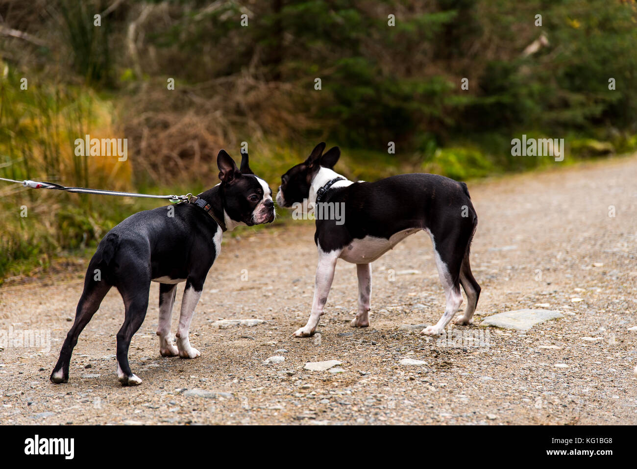 Hund auf einem Spaziergang in einer malerischen Umgebung Stockfoto