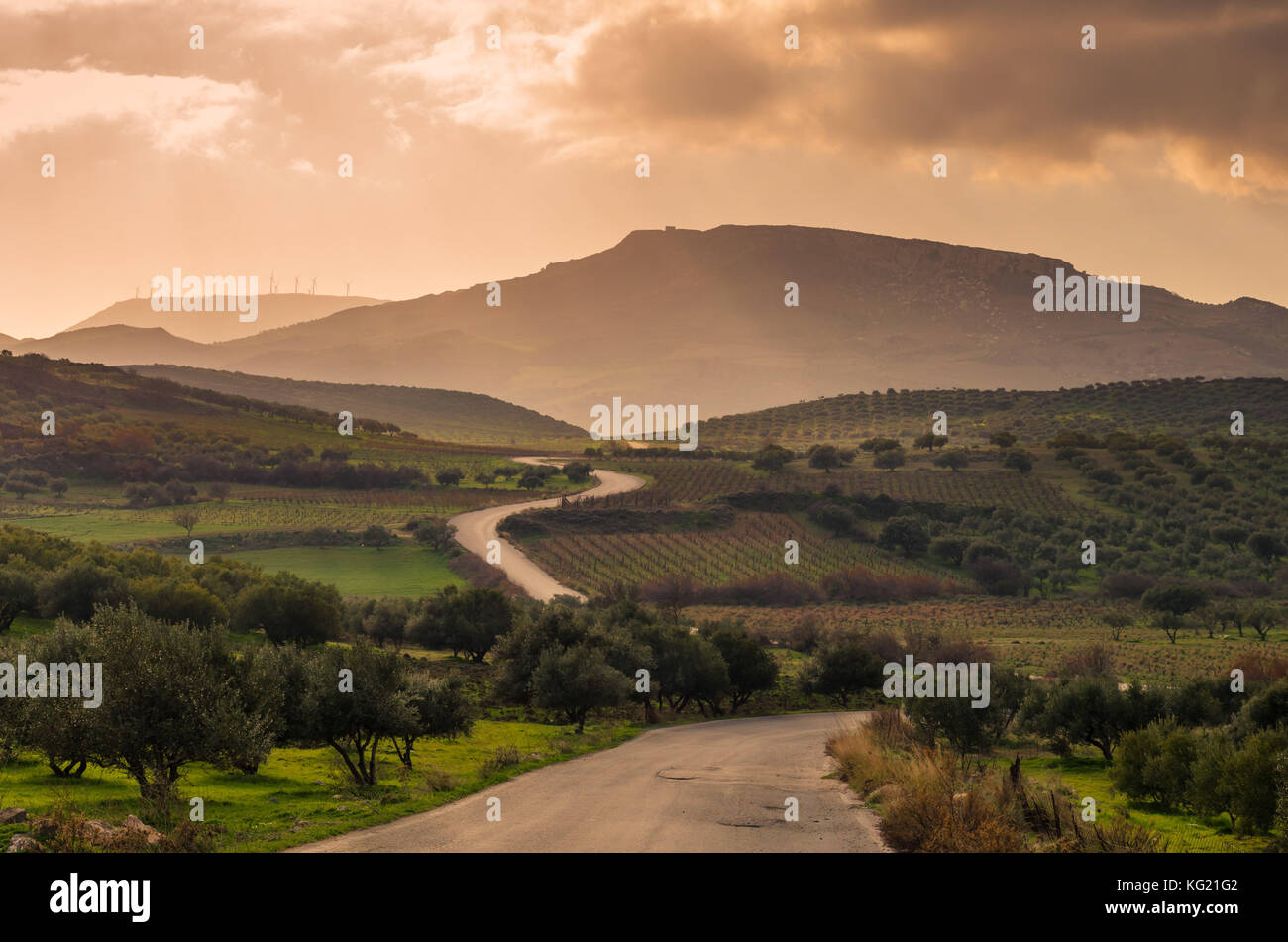 Einen malerischen Blick auf die kretische Landschaft bei Sonnenuntergang. für die Region typischen Olivenhaine, Olivenhaine, Weinberge und engen Straßen bis zu den Hügeln. Stockfoto