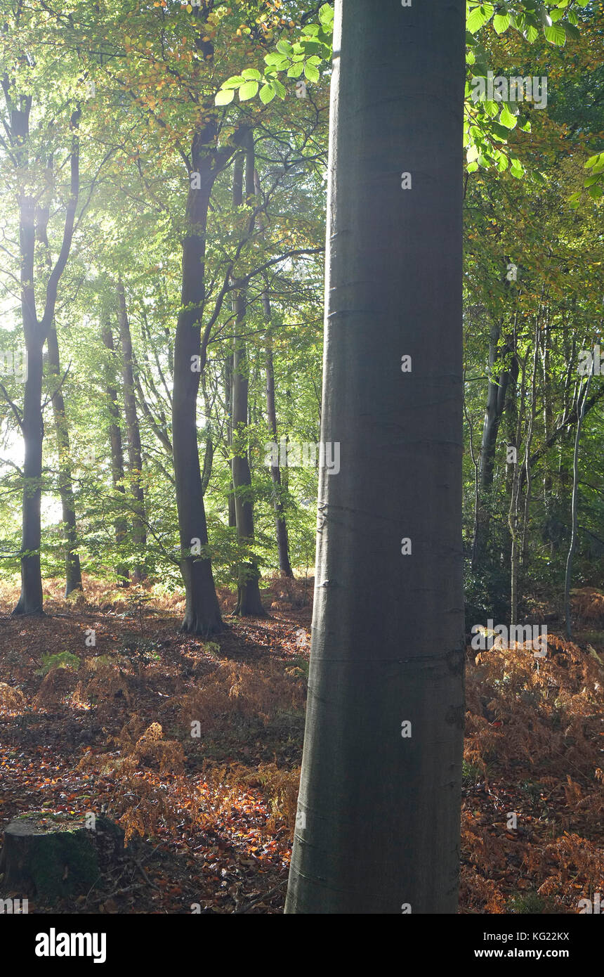 Herbstliche Wälder, marsham Woods, Norfolk, England Stockfoto