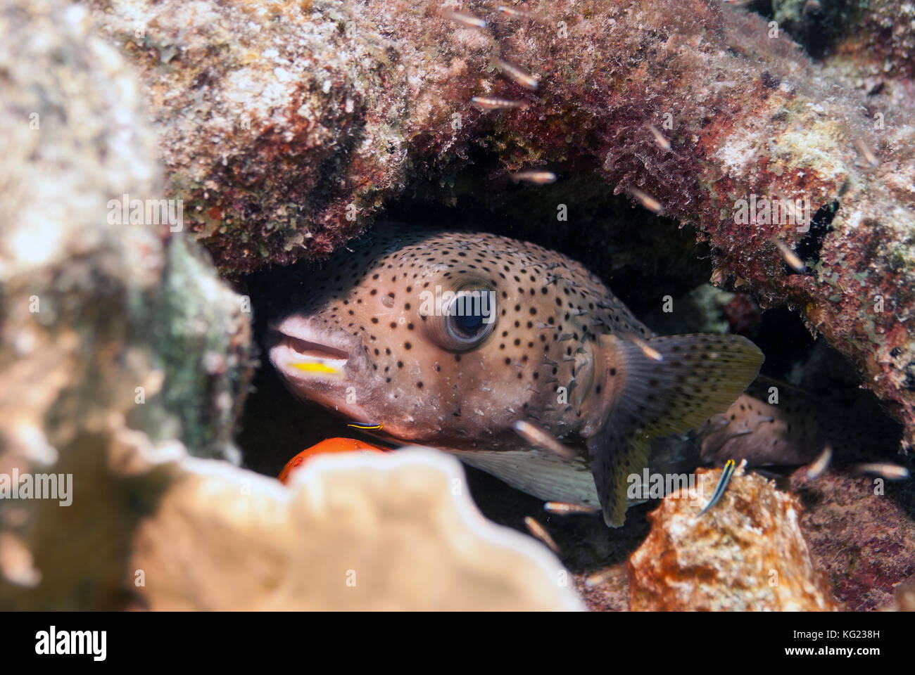 Eine ballonfish (kugelfisch) in einem Coral Kopf ausblenden Stockfoto