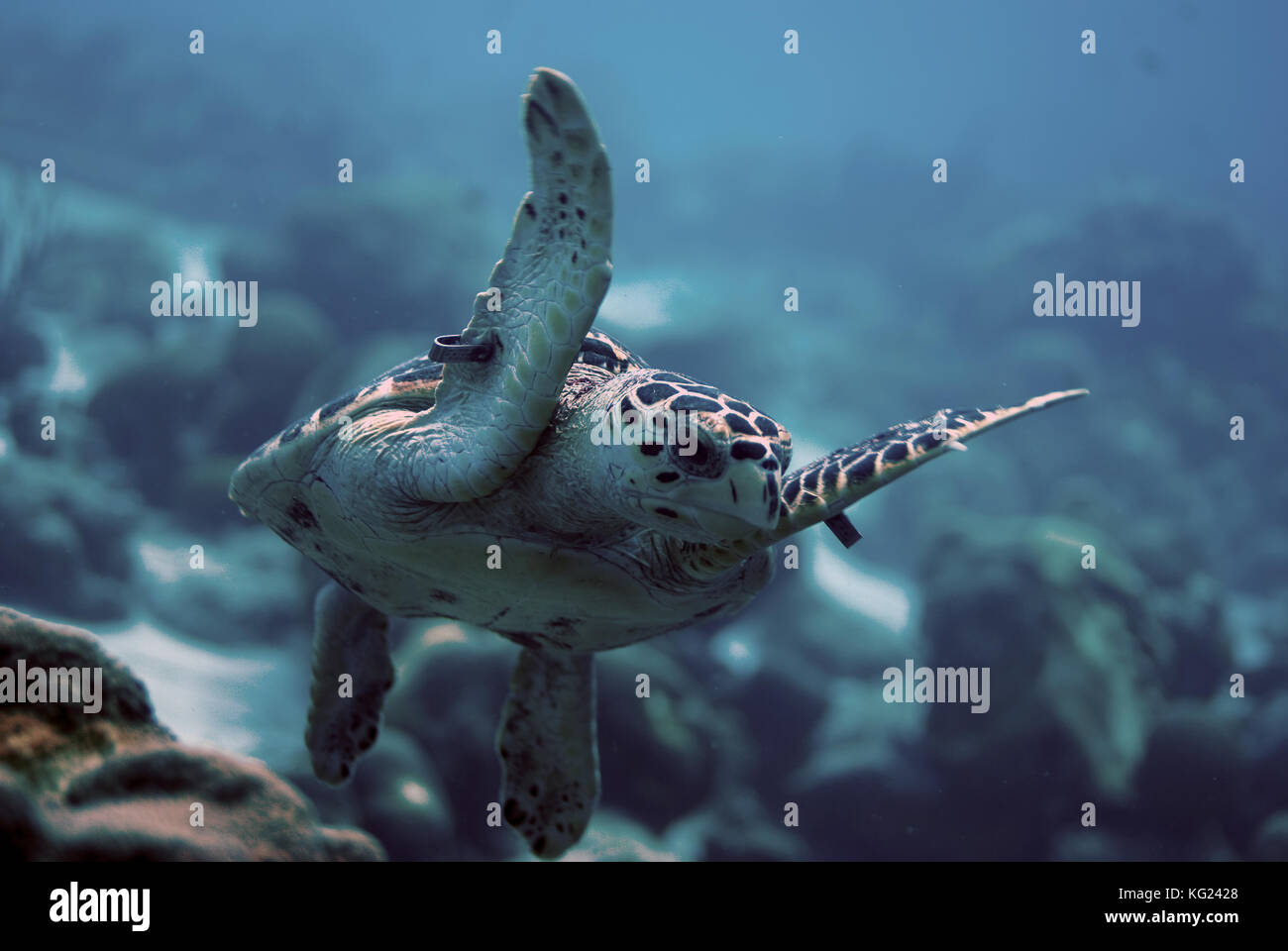 Eine Schildkröte fliegt über ein Korallenriff Stockfoto