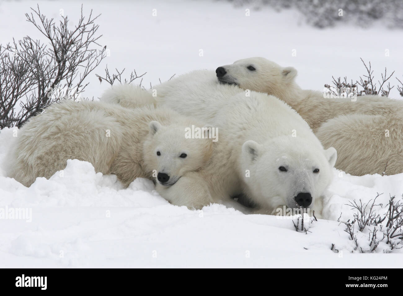 Eine extreme Nahaufnahme eines Eisbären zu den Fotografen bei der Jagd im Schnee der arktischen Tundra. Stockfoto