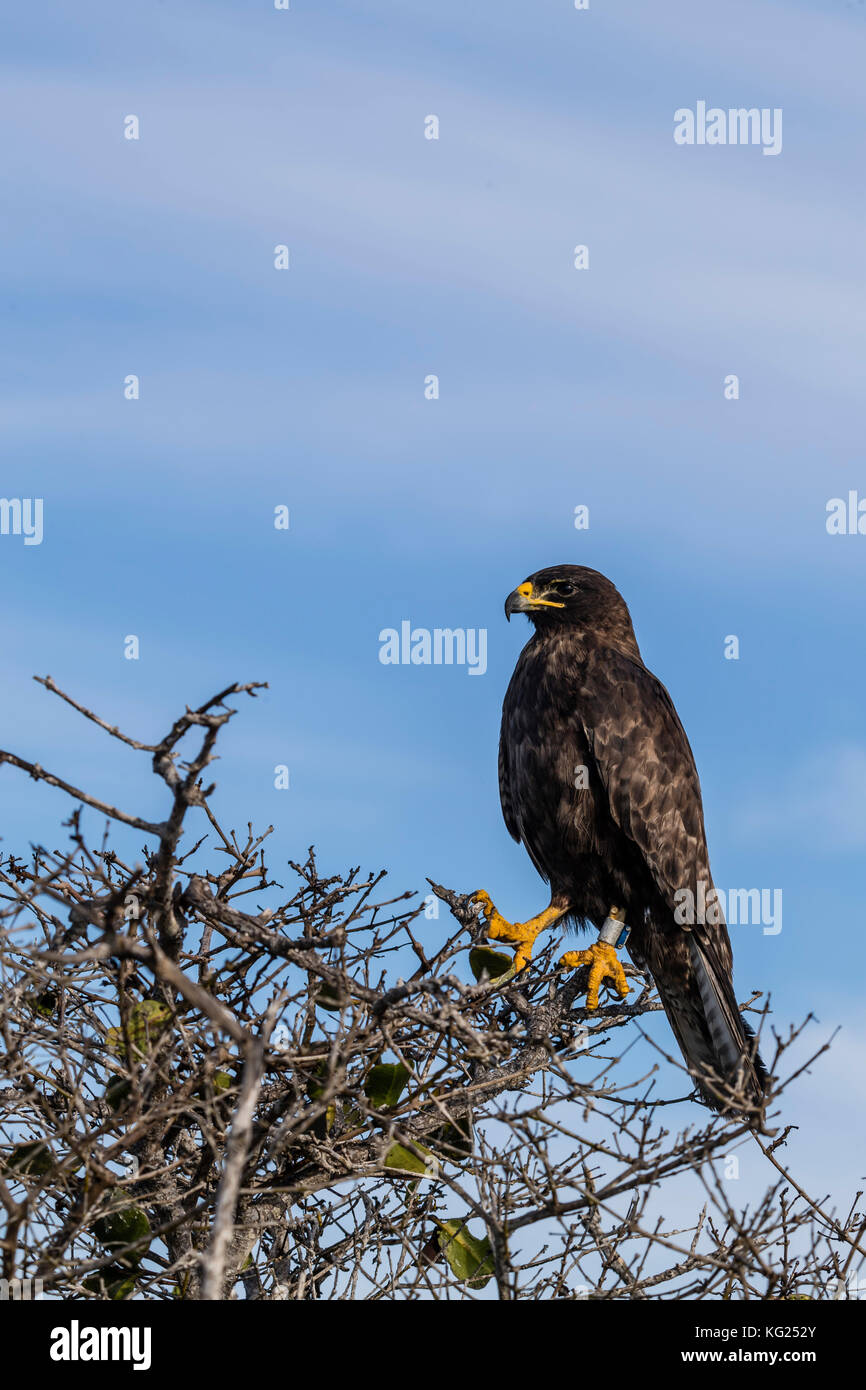 Nach Galapagos Falken (Buteo galapagoensis), Fernandina Insel, Galapagos, Ecuador, Südamerika Stockfoto