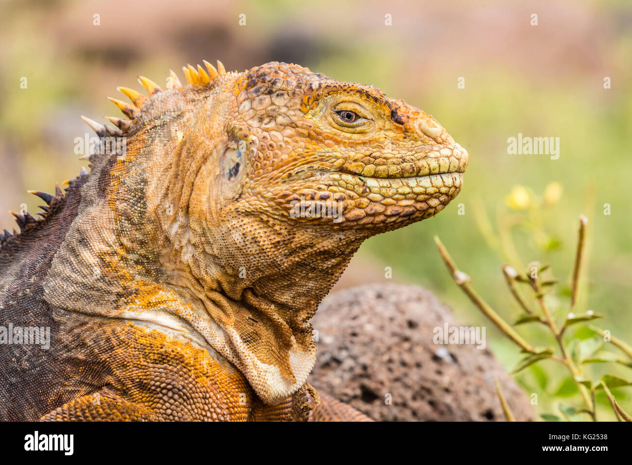 Ein erwachsener Galapagos land Iguana (conolophus subcristatus), Leiter detail, North Seymour Insel, Galapagos, Ecuador, Südamerika Stockfoto