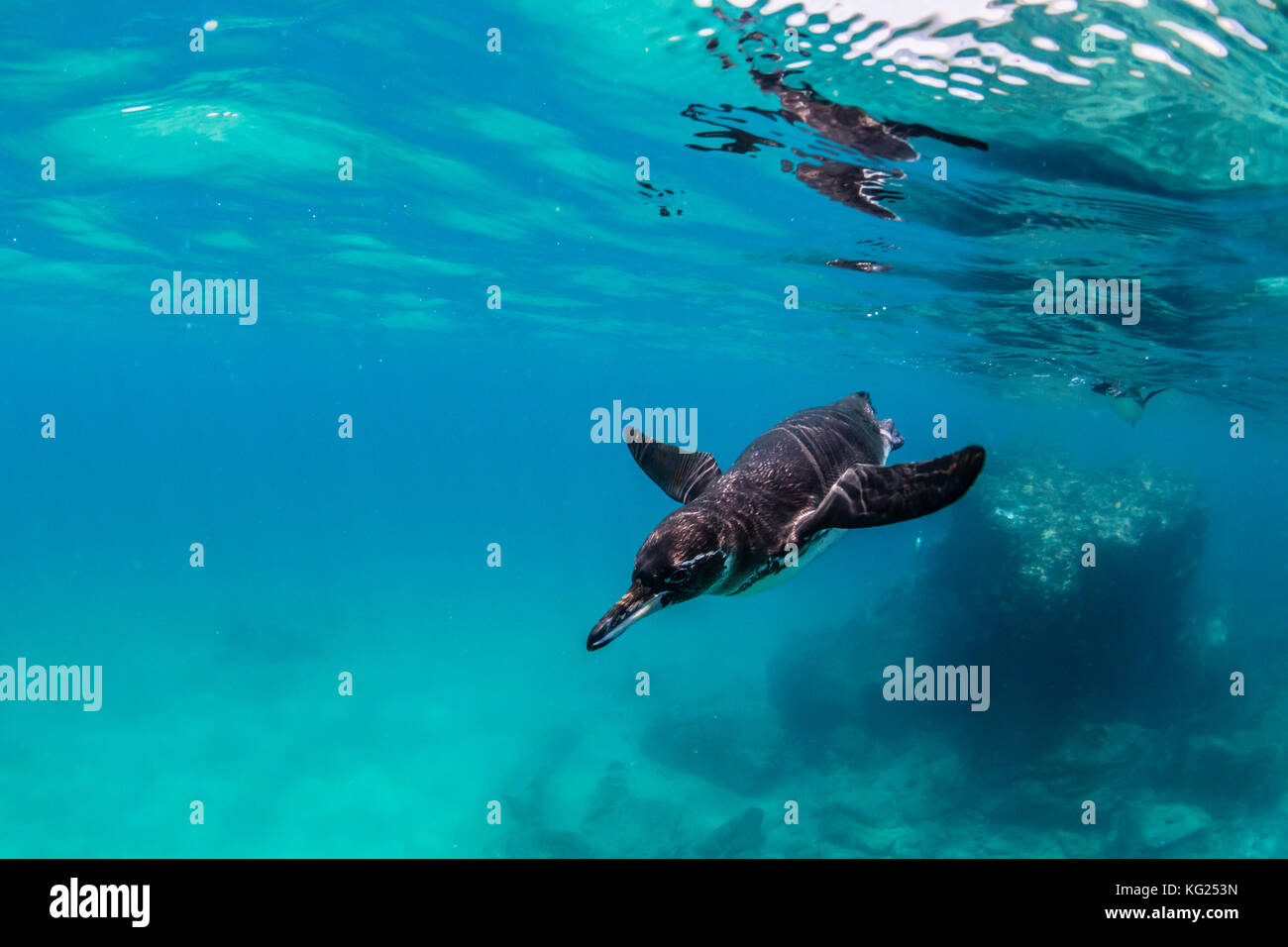Galápagos-Pinguin (spheniscus mendiculus) Schwimmen unter Wasser bei Bartolome Insel, Galapagos, Ecuador, Südamerika Stockfoto