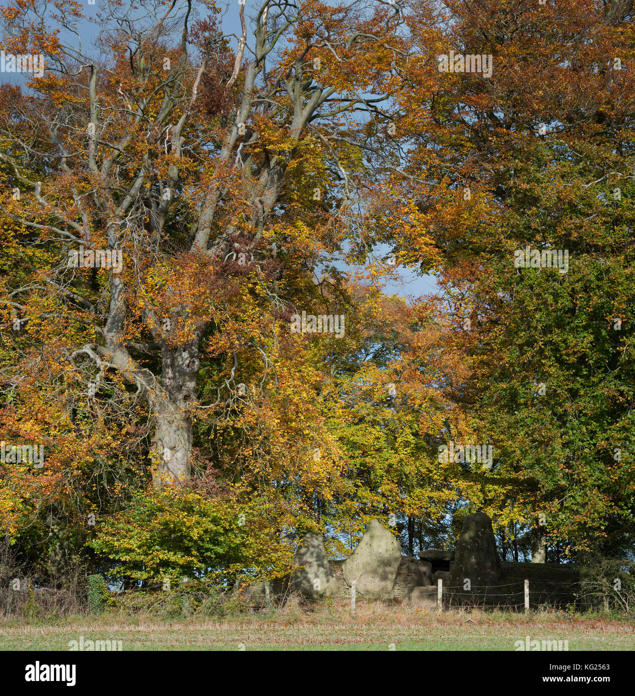 Waylands Schmiede im Herbst morgens das Sonnenlicht. Jungsteinzeit gekammert Long Barrow entlang der Höhenweg, Ashbury, Oxfordshire, England. Stockfoto