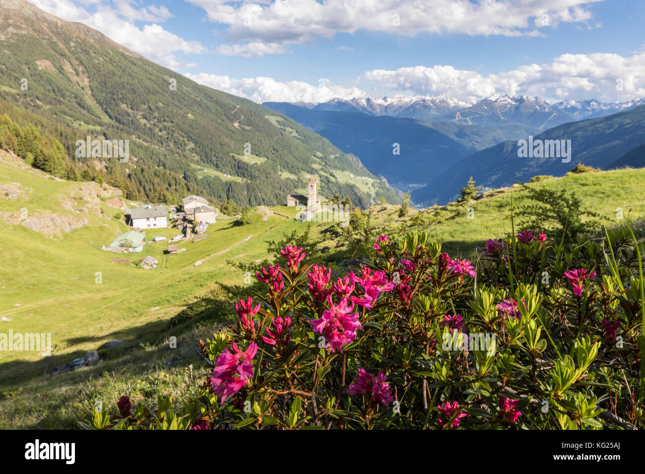 Rhododendren und Alpine Village, San romerio Alp, Graubünden, Kanton Graubünden, Puschlav, Schweiz, Europa Stockfoto