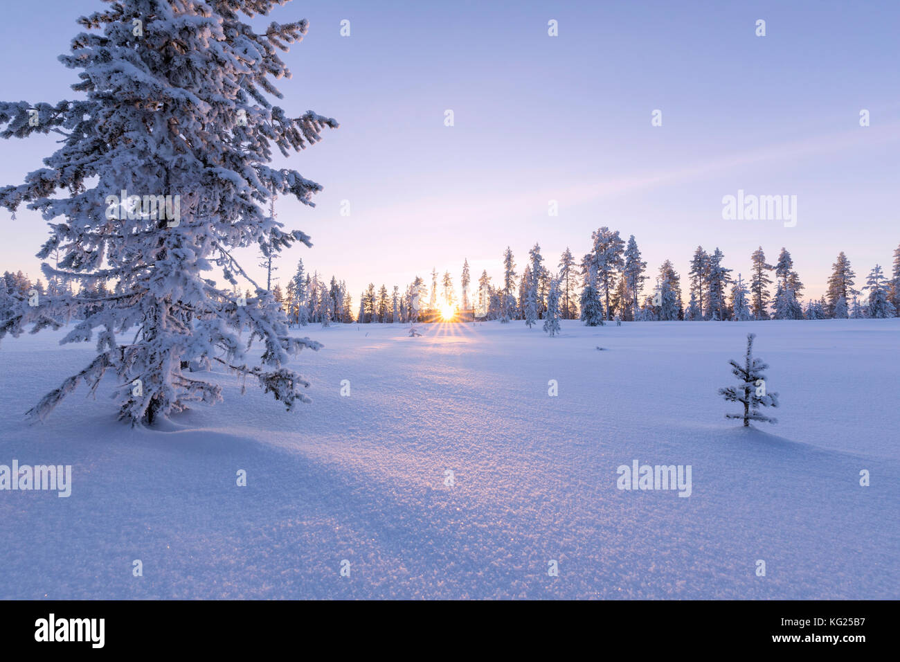 Rosa Himmel bei Sonnenuntergang auf den borealen Wald (Taiga), Kiruna, Norrbottens Län, Lappland, Schweden, Skandinavien, Europa Stockfoto