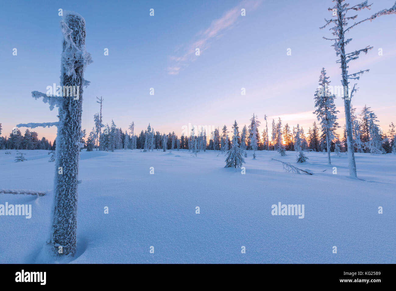 Sonnenuntergang auf Bäume mit Eis in der borealen Wald (Taiga), Kiruna, Norrbottens Län, Lappland, Schweden, Skandinavien, Europa Stockfoto