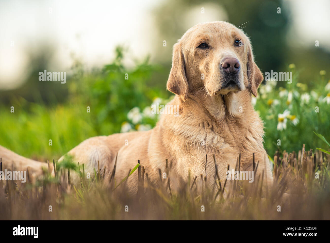 Gun Hund auf Spiel-shooting Drive, Norfolk, England, Vereinigtes Königreich, Europa Stockfoto