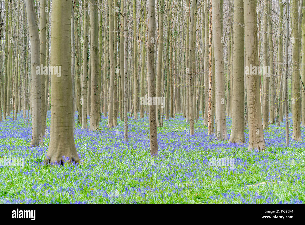 Buchenholz mit Bluebell Blumen nur auf den Boden, Halle, Flämisch Brabant Provinz, Region Flandern, Belgien, Europa Stockfoto