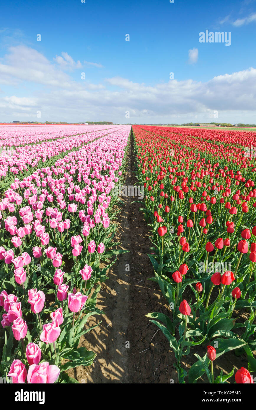 Rosa und rote Tulpen im weiten Feld, yersekendam, Provinz Zeeland, Niederlande, Europa Stockfoto