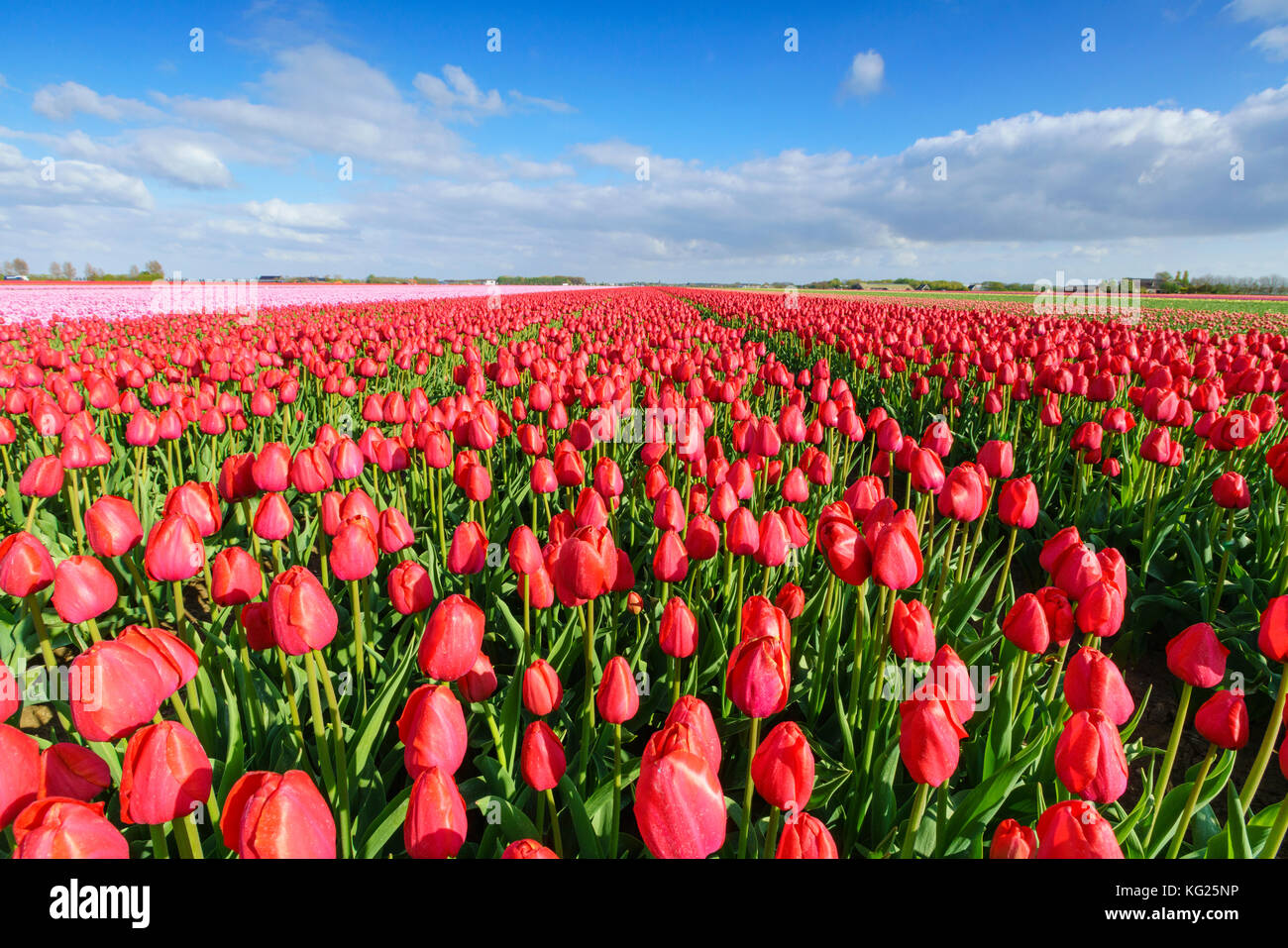 Rote Tulpen im Feld, yersekendam, Provinz Zeeland, Niederlande, Europa Stockfoto