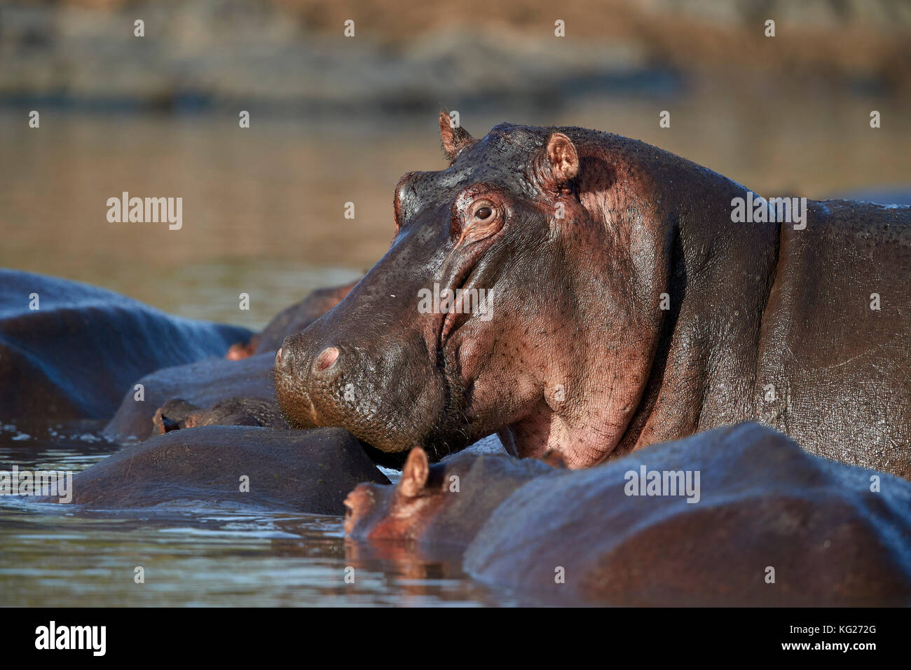 Flusspferd (hippopotamus amphibius) in einem Hippo Pool, Serengeti National Park, Tansania, Ostafrika, Südafrika Stockfoto