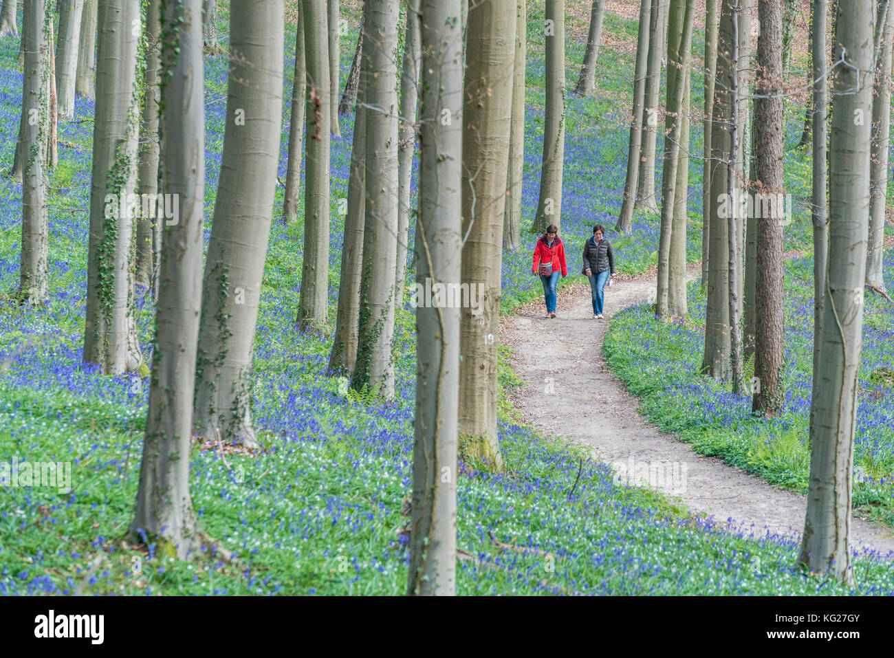 Zwei Menschen zu Fuß auf den Weg in eine Buchenholz mit Bluebell Blumen nur auf den Boden, Halle, Flämisch Brabant Provinz, Region Flandern, Belgien, Europa Stockfoto