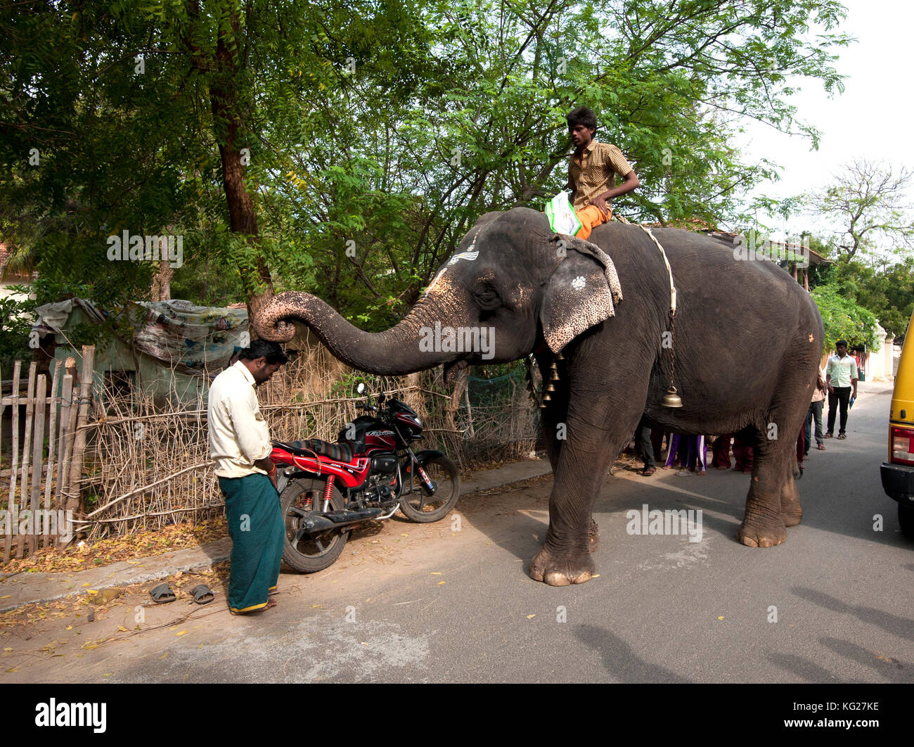 Elefantenkuh pausieren ein Mann auf der Straße mit seinem Stamm, tranquebar, Tamil Nadu, Indien zu segnen, Asien Stockfoto