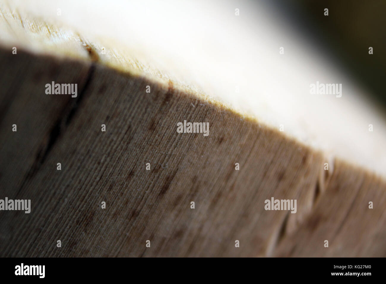 Close-up von Odyssey Epos ist eine alte Homer gedichte Buch Seiten unter dem Sonnenlicht Stockfoto