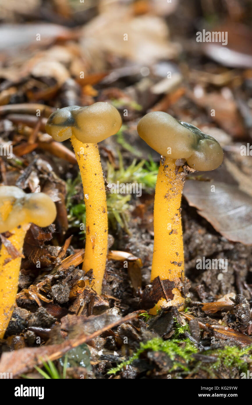 Gemeinsames Galertkäppchen, Grüngelbes Gallertkäppchen, Gelbgrünes Gallertkäppchen, Gallatkäppchen, Galertköpfe, Schlüpfriger Kappenpilz, Leotia lub Stockfoto