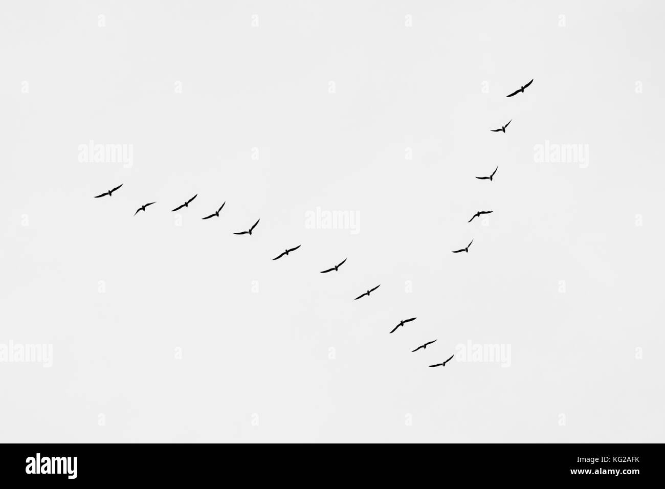 Vögel in einer V-Formation. v-Formation der Vögel. fliegende Vögel: Migration Stockfoto