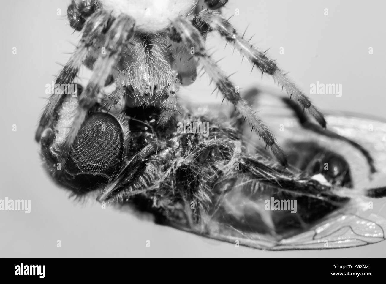 Cross spider Mit seiner Beute. Spinne essen eine Fliege. Makro Foto Stockfoto
