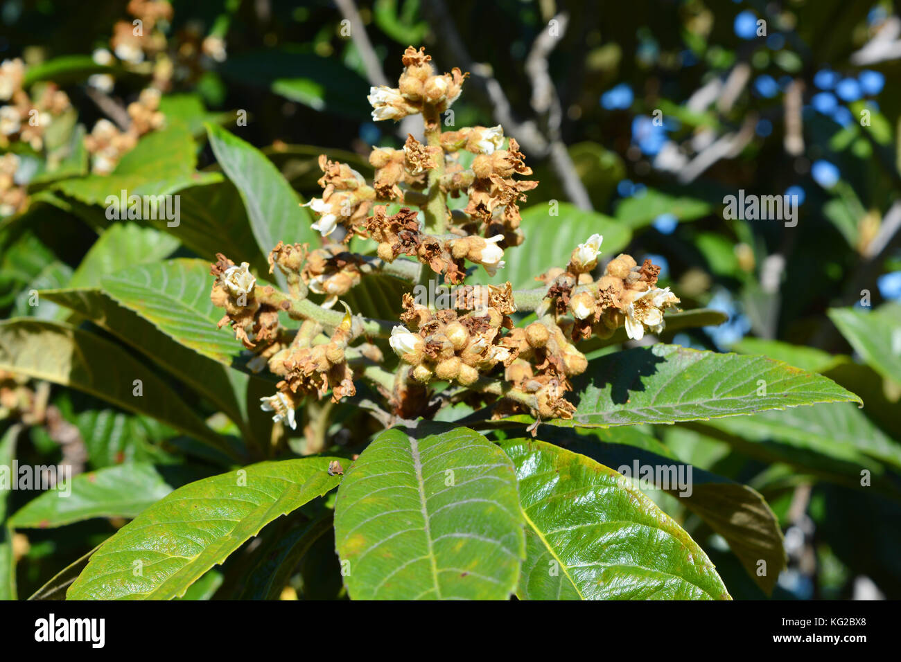 Duftende weiße Blüte von Nispero oder japanischem Loquat, auch bekannt als Medlar. Stockfoto