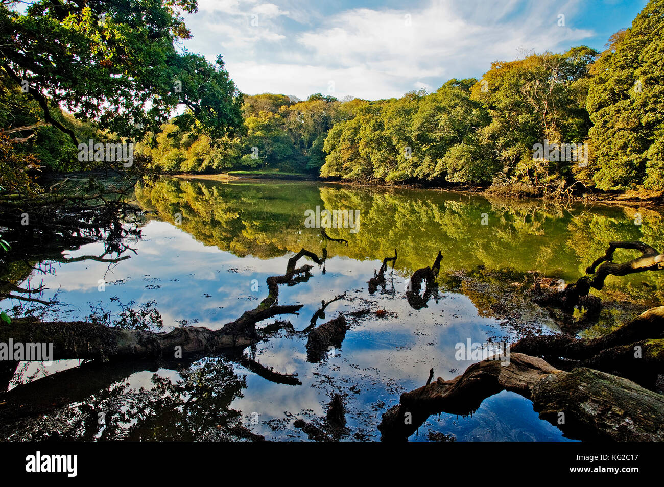 Frenchmans Creek auf der Helford River in Cornwall, England, Großbritannien, Großbritannien, der Bach war berühmt durch die britische Autor Daphne Du Maurier mit einem Buch gemacht Stockfoto