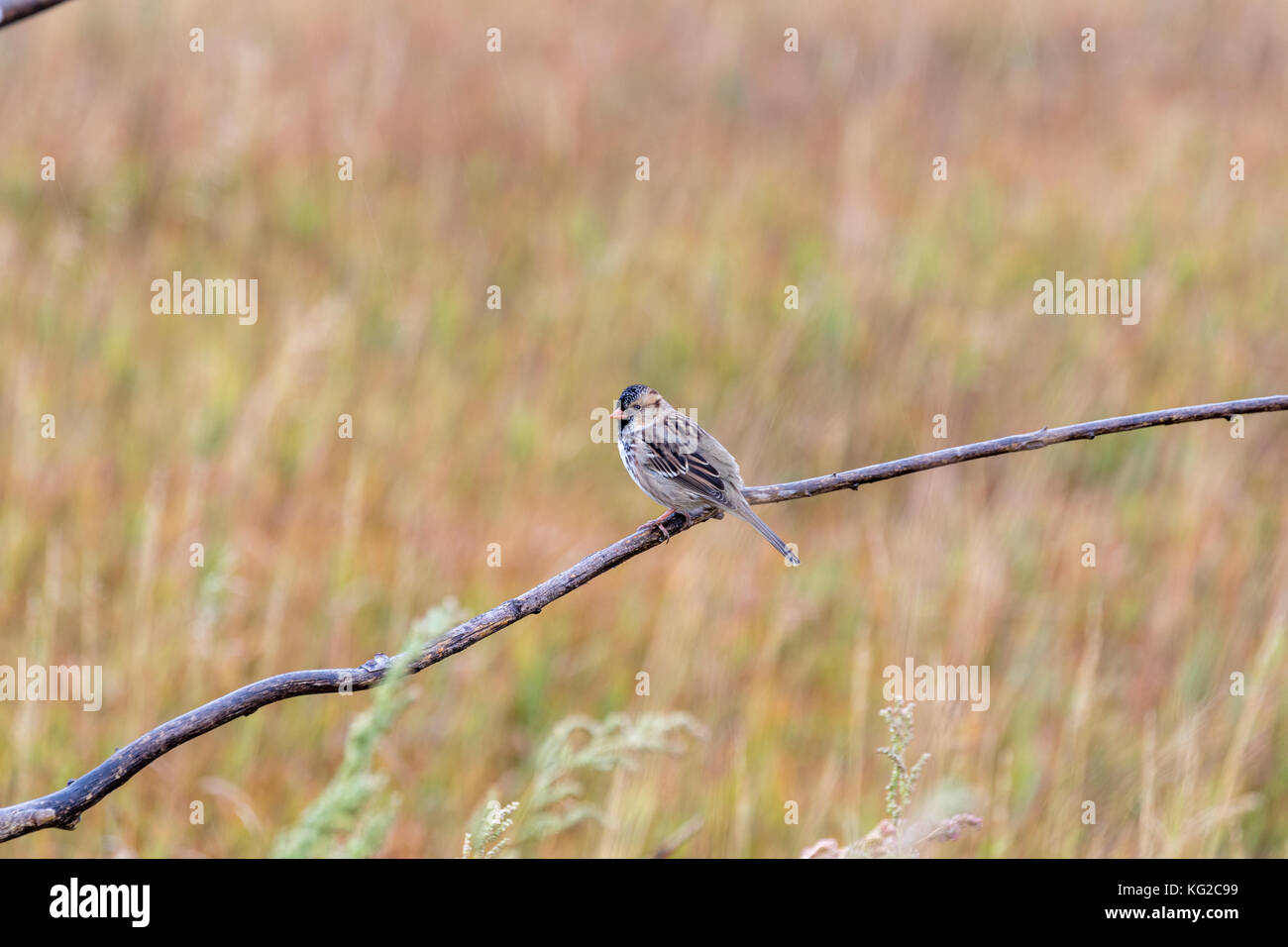 Die Harris sparrow (zonotrichia querula), Philip, South Dakota, USA Stockfoto