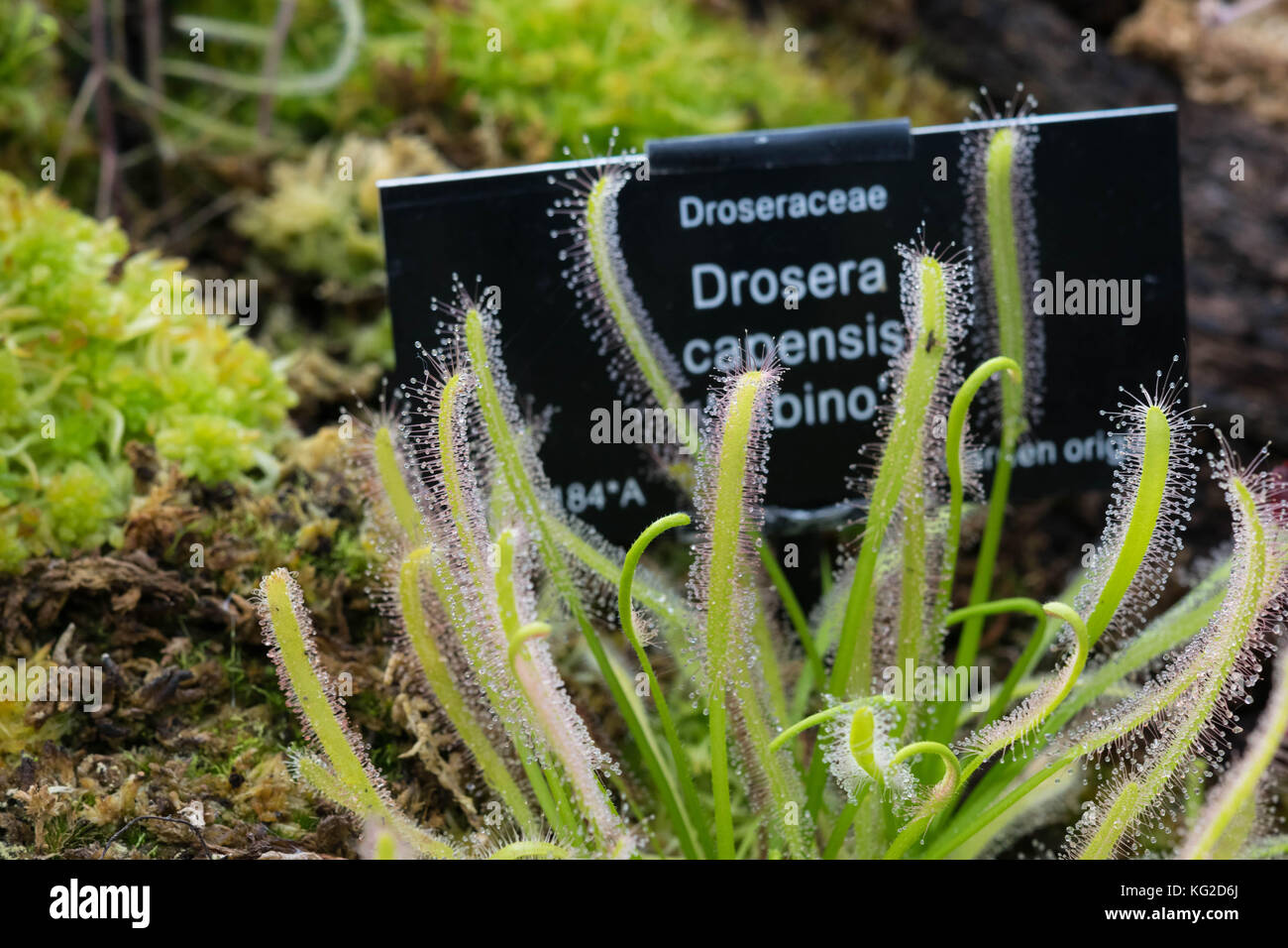 Drosera capensis alba Nahaufnahme. Stockfoto